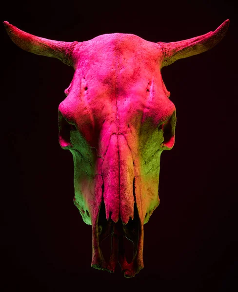 Afbeelding Van Dreigende Stier Schedel Met Kleur Licht Zwarte Achtergrond — Stockfoto