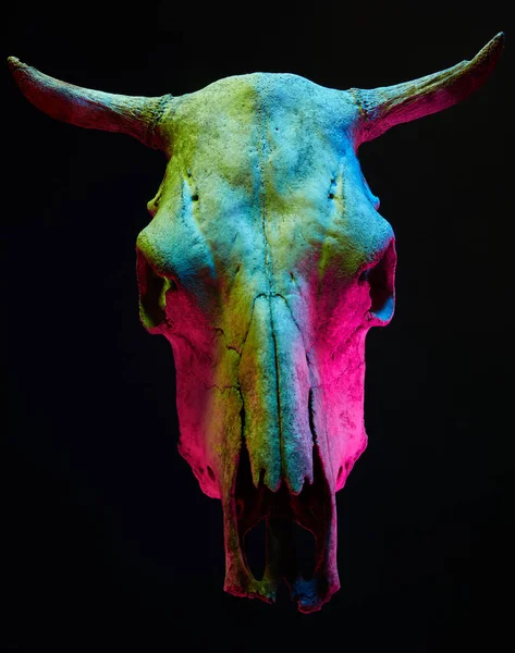 Imagen Del Amenazante Cráneo Toro Con Luz Color Sobre Fondo Imagen De Stock