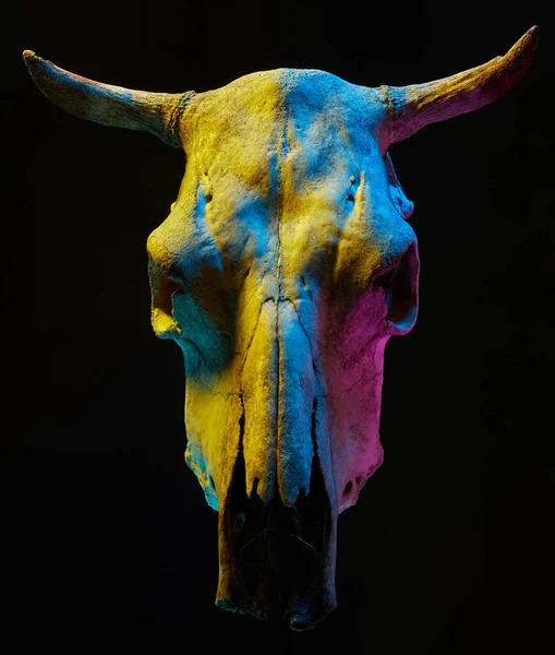 黑色背景上带有彩灯的威胁性公牛头骨的图像 万圣节装饰的概念形象 免版税图库图片