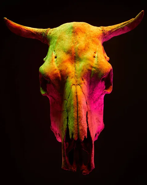 Imagen Del Amenazante Cráneo Toro Con Luz Color Sobre Fondo Imágenes de stock libres de derechos