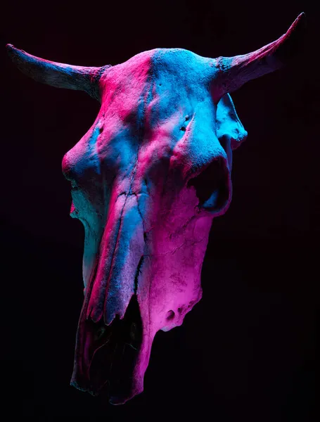 Imagen Del Amenazante Cráneo Toro Con Luz Color Sobre Fondo Fotos De Stock