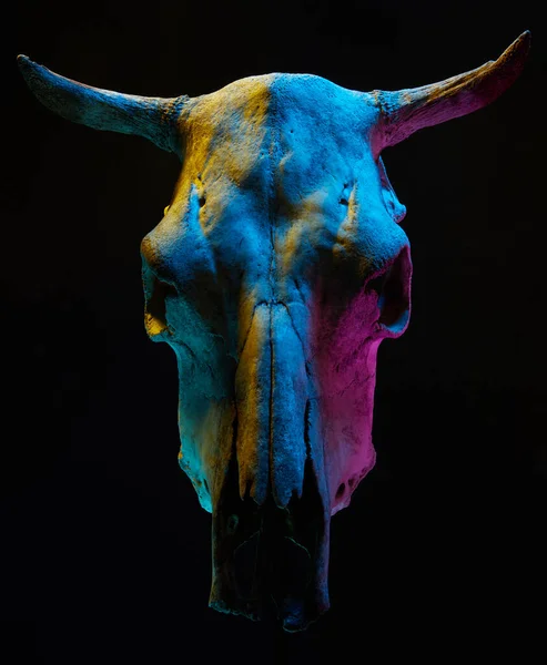 黑色背景上带有彩灯的威胁性公牛头骨的图像 万圣节装饰的概念形象 — 图库照片