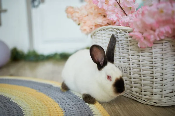 Conejo blanco de Pascua sobre fondo de Pascua. — Foto de Stock