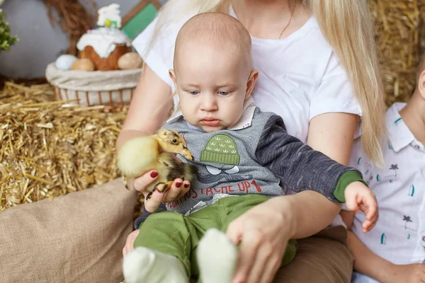Cute sweet little child playing with little chicks at home. — Stock Photo, Image