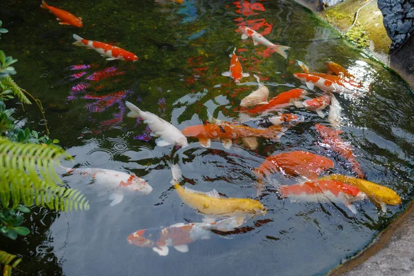 Beautiful Red Black White Orange Colorful Koi Fish Water Canal — Fotografia de Stock