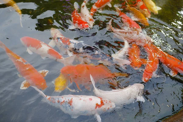 Beautiful Red Black White Orange Colorful Koi Fish Water Canal — Fotografia de Stock