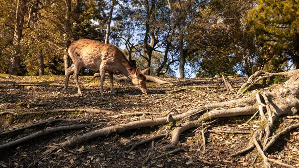 Jelenie Sika Żyją Swobodnie Japońskim Parku Nara Młody Dziki Nippon — Zdjęcie stockowe