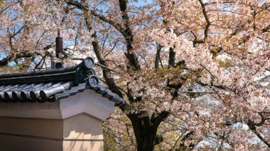 Güzel pembe kiraz ağaçları abartılı bir doğa manzarası sergiliyor. Japon kırsalının bahar manzarası. Nara parkında harika sakura çiçekleri var..