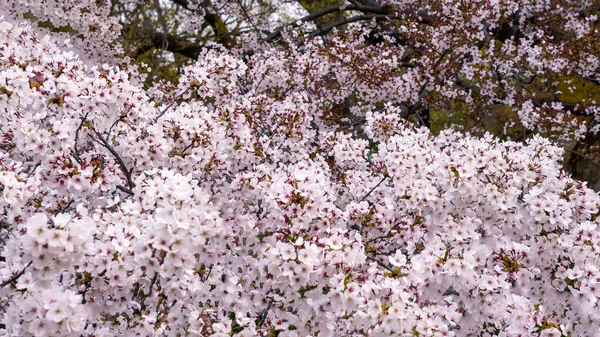 Belas Cerejeiras Rosa Florescendo Extravagantemente Uma Cena Natureza Paisagem Primavera — Fotografia de Stock