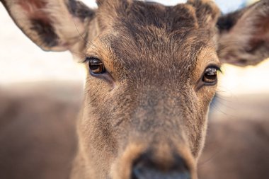 Sika geyiği bir Japon Nara Parkı 'nda özgürce yaşar. Bahar mevsiminde genç, vahşi bir Cervus meme ucu. Japonya 'nın turistik merkezi. Dünyanın doğal parkları..