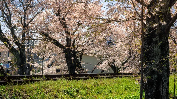 Paisagem Ferroviária Japonesa Com Cerejeiras Florescentes Longo Ferrovia Primavera Ferrovia — Fotografia de Stock