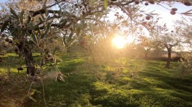 İspanya 'nın güneyindeki Endülüs' te zeytinyağı üretimi için taze zeytin topladım. Gökyüzü bulutlu, zeytin ağacının geleneksel fidanlığı.