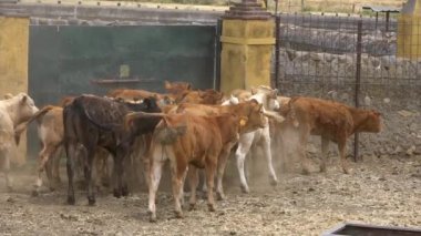 Sürü ineklerinin Yavaş Hareketi İspanya 'nın bir tarım çiftliğinde ayakta ve yürüyor. Çiftlik hayvanlarını güden inek. Sıcak bir günde kırsal alanda güzel İspanyol boğası.