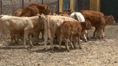 Sürü ineklerinin Yavaş Hareketi İspanya 'nın bir tarım çiftliğinde ayakta ve yürüyor. Çiftlik hayvanlarını güden inek. Sıcak bir günde kırsal alanda güzel İspanyol boğası.