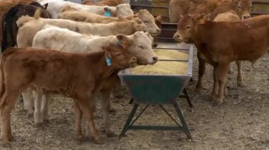 Sürü ineklerinin Yavaş Hareketi İspanya 'nın tarım çiftliğinde besleniyor. Çiftlik hayvanlarını güden inek. Güzel İspanyol boğası sıcak bir günde kırsal alanda yemek yiyor..