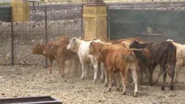 Bir inek sürüsü İspanya 'nın bir tarım çiftliğinde ayakta ve yürüyor. Çiftlik hayvanlarını güden inek. Sıcak bir günde kırsal alanda güzel İspanyol boğası.