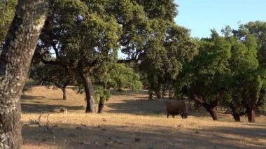 İnekler Extremadura, İspanya 'nın yeşil çayırlarında otluyor. Çiftlik hayvanlarını güden inek. İspanyol Boğa, kışın her gün tarlada ot yiyor. Tarım çiftliğindeki güzel çayırlar