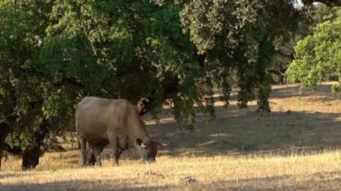 Extremadura, İspanya 'da inek yürüyüşleri ve otlakları. İspanyol Boğa, kışın her gün tarlada ot yiyor. Tarım çiftliğindeki güzel çayırlar