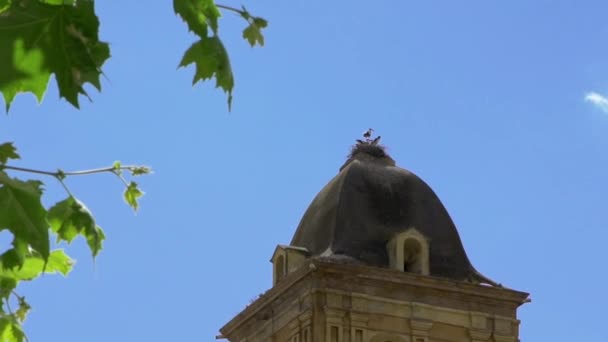 スペインのエストレマドゥーラ州バダホスの有名な記念碑的な町 Jerez Los Caballerosのスペインの町にあるカトリック教会の巣の上のコウノトリの眺め — ストック動画