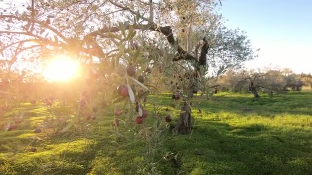 Recoltat Măsline Proaspete Într Câmp Pentru Producția Ulei Măsline Andaluzia — Videoclip de stoc