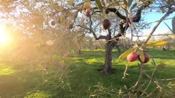 Raccolta Olive Fresche Campo Produzione Olio Oliva Andalusia Sud Del — Video Stock