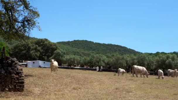 Stádo Krav Stojí Chodí Zemědělské Farmě Španělsku Krávy Kraji Živočišné — Stock video