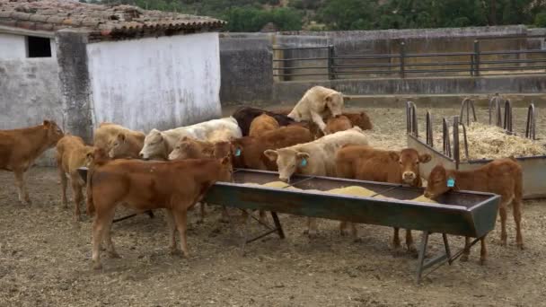 Una Mandria Mucche Mangia Mangimi Azienda Agricola Della Spagna Mucca — Video Stock