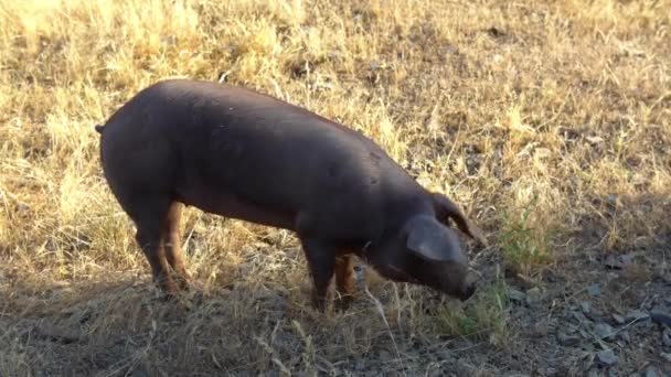 Schwarze Iberische Schweine Grasen Durch Die Eichen Der Weidelandschaft Von — Stockvideo
