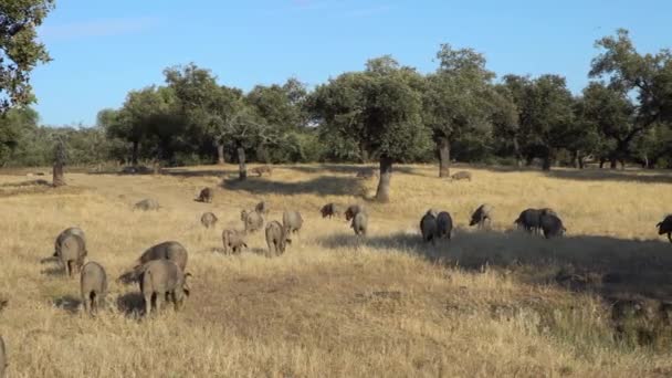 Extremadura Otlağındaki Meşe Ağaçları Arasında Otlayan Siyah Ber Domuzları Spanya — Stok video
