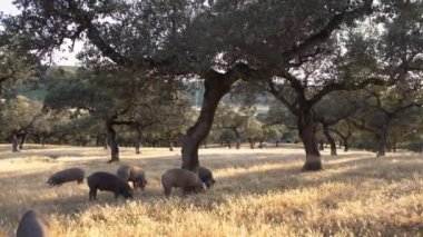 İspanya 'nın Extremadura otlağındaki meşe ağaçları arasında otlayan siyah İber domuzları. İspanyol domuzları tarlada meşe palamudu yiyor. Domuz sürüsü sarı bir çayırda otluyor