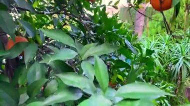 Endülüs bahçesindeki ağaçta yeşil yapraklı yakın turuncu dal. İspanya, Sevilla 'daki portakal ağaçlarının inanılmaz doğa meyveleri.