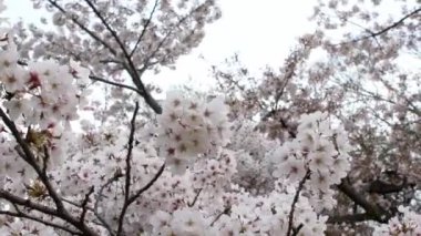 Güzel pembe kiraz ağaçları abartılı bir doğa manzarası sergiliyor. Japon kırsalının bahar manzarası Tokyo parkında muhteşem sakura çiçekleri dalları.