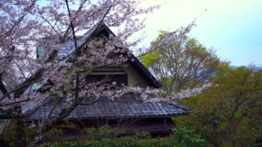 Baharda çiçek açan sakura ağaçlarının altındaki geleneksel bahçedeki güzel çay evi. Pembe kiraz ağaçları çiçek açıyor. Japon kırsalının bahar manzarası. İnanılmaz sakura çiçekleri var.