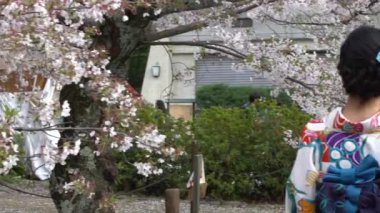 Maruyama parkında Kyoto 'da çiçek açan sakura ağaçlarının altında Slow Motion maiko geyşa. Güzel Asyalı kız bahar tatillerinde Japonya 'yı ziyaret eder. Japon geleneksel Asya tarzı elbiseleri sakura çiçekleri ile süslenir.