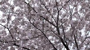 Güzel pembe kiraz ağaçlarının Yavaş Hareketi abartılı bir doğa sahnesi açıyor. Japon kırsalının bahar manzarası Tokyo parkında muhteşem sakura çiçekleri dalları.