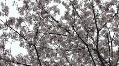 Güzel pembe kiraz ağaçlarının Yavaş Hareketi abartılı bir doğa sahnesi açıyor. Japon kırsalının bahar manzarası Tokyo parkında muhteşem sakura çiçekleri dalları.