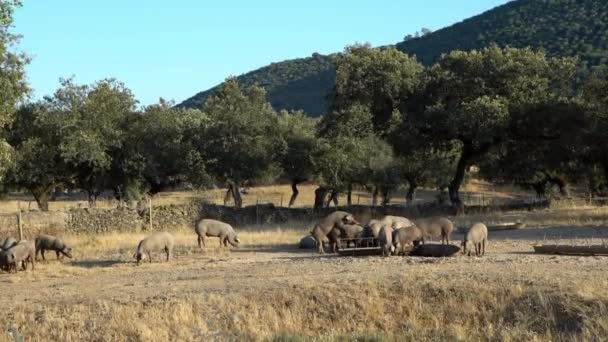 Cerdos Ibéricos Negros Pastando Entre Los Robles Los Pastizales Extremeños — Vídeo de stock
