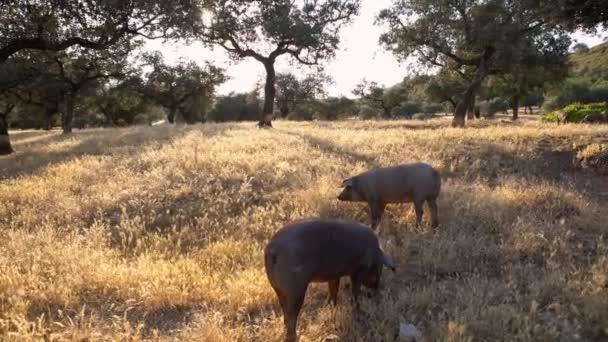 Cerdos Ibéricos Negros Pastando Entre Los Robles Los Pastizales Extremeños — Vídeos de Stock