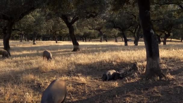 Schwarze Iberische Schweine Grasen Durch Die Eichen Auf Der Weide — Stockvideo