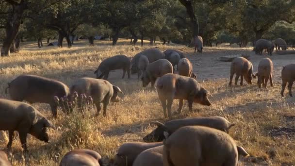 Porcs Ibériques Noirs Pâturant Travers Les Chênes Dans Les Prairies — Video