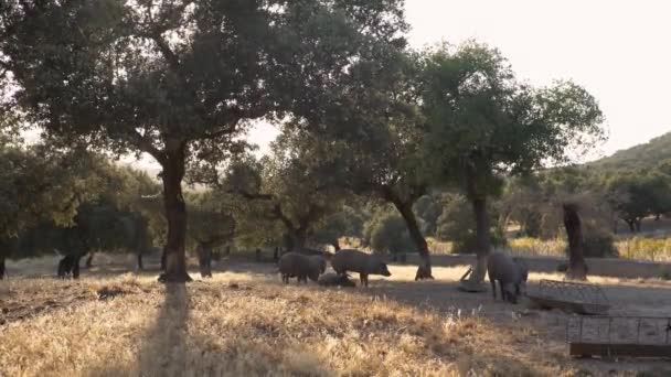 Cerdos Ibéricos Negros Pastando Entre Los Robles Los Pastizales Extremadura — Vídeos de Stock