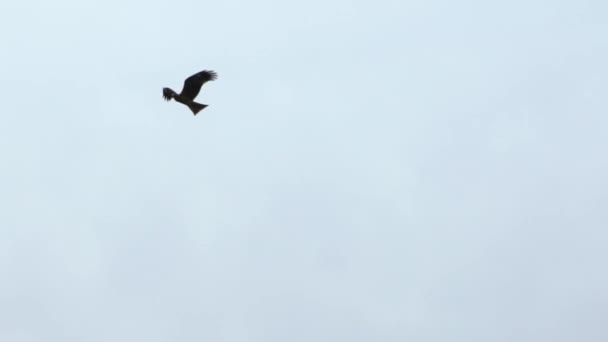Zeitlupe Eines Wilden Braunen Adlers Der Vor Dem Hintergrund Eines — Stockvideo