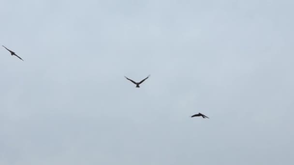 일본에 구름없는 하늘을 배경으로 날으는 독수리의 움직임 독수리가 시에서 먹이를 — 비디오