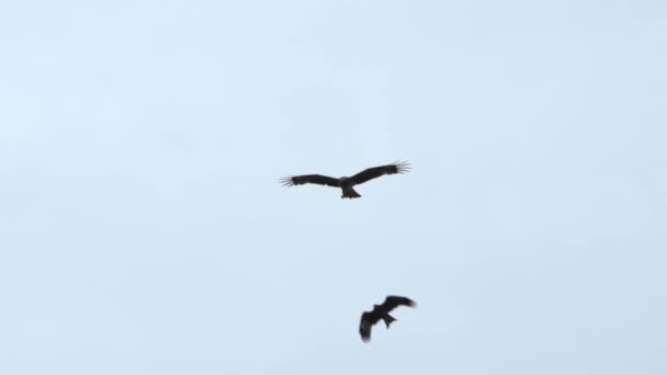 Lento Movimiento Águila Marrón Salvaje Volando Sobre Telón Fondo Cielo — Vídeo de stock