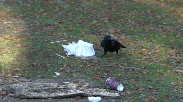 京都市内のごみを餌にする賢い黒カラス 日本のカラスは公園でゴミを食べて混乱しています 日本のゴミと動物の問題 — ストック動画