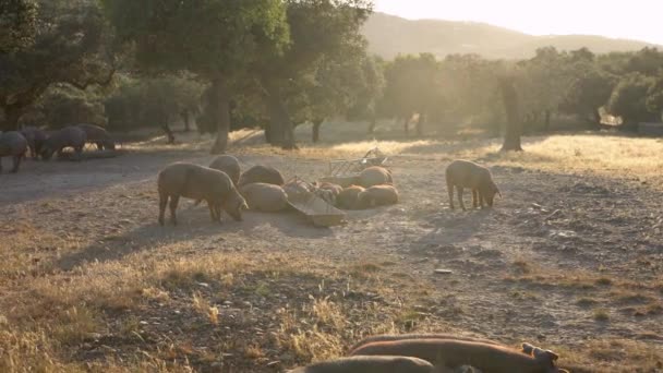 Porcs Ibériques Noirs Pâturant Travers Les Chênes Dans Prairie Estrémadure — Video