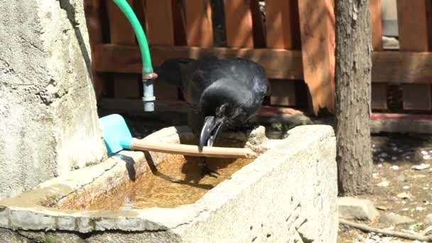 Movimiento Lento Cuervo Negro Bañarse Fuente Agua Japón Cuervo Japonés — Vídeos de Stock