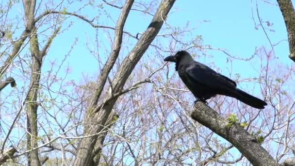 Movimiento Lento Cuervo Negro Descansando Posado Sobre Árbol Ramas Parque — Vídeos de Stock