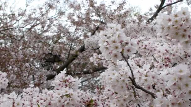 Pomalý Pohyb Krásných Růžových Třešní Kvetoucích Extravagantně Přírodní Scenérie Jarní — Stock video