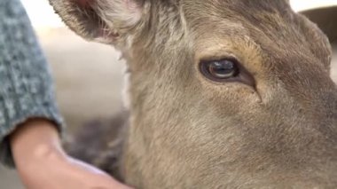 Bir kadın, Japon Nara Parkı 'nda özgürce yaşayan sevimli bir Sika geyiğini okşar. Bahar mevsiminde el, sevimli bir servus meme ucunu okşar. Japonya 'nın turistik merkezi. Dünyanın doğal parkları..